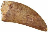 Serrated, Carcharodontosaurus Tooth - Real Dinosaur Tooth #311032-1